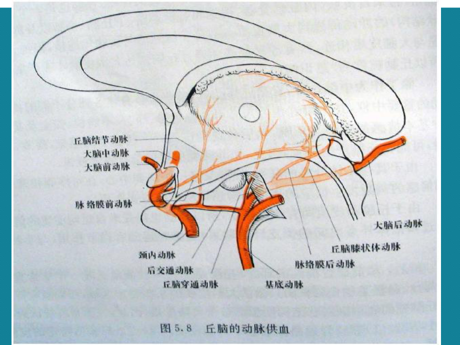 丘脑供血动脉及丘脑梗死详解课件.ppt_第3页