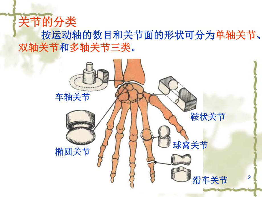 上肢功能解剖腕课件.ppt_第2页