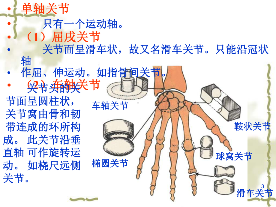 上肢功能解剖腕课件.ppt_第3页