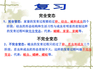 两栖动物的生殖和发育教学课件.ppt