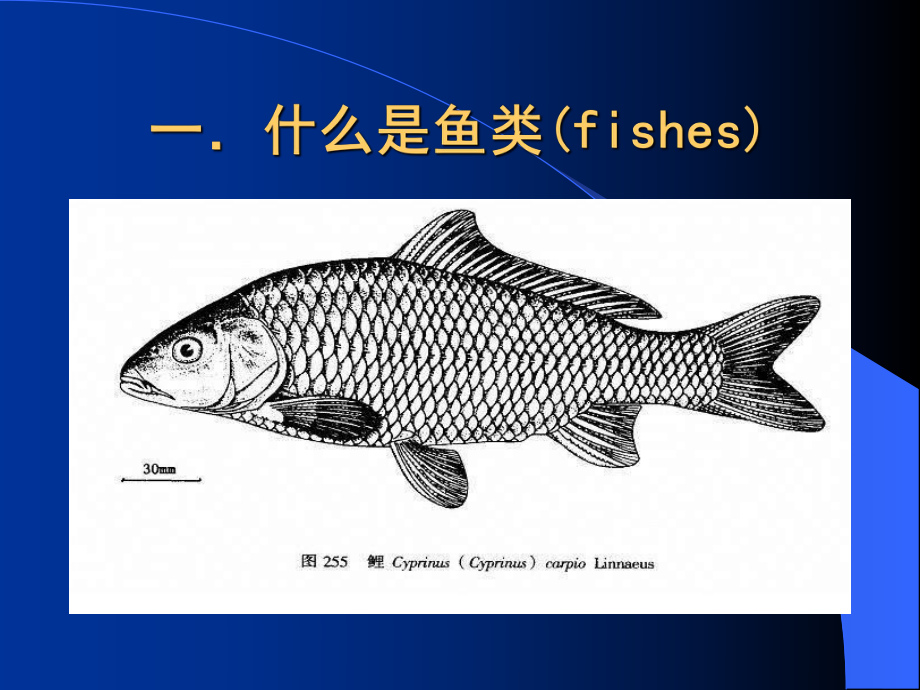 一部分鱼类学绪论.pptx_第1页