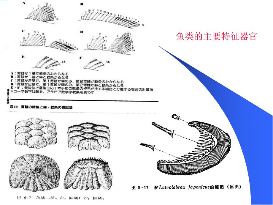 一部分鱼类学绪论.pptx_第3页