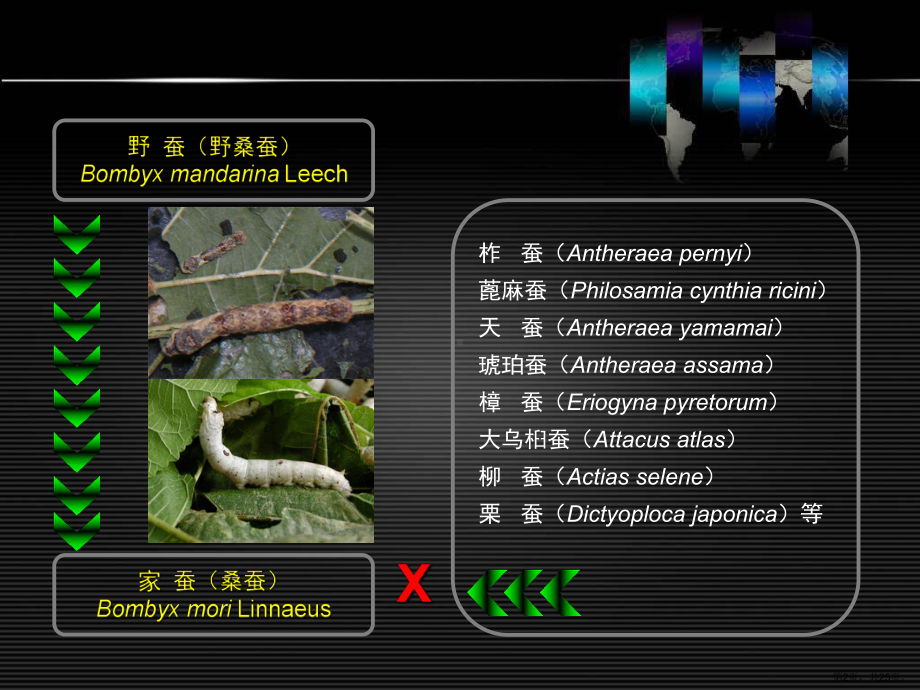 世界蚕丝业变迁养蚕分布课件.pptx_第2页