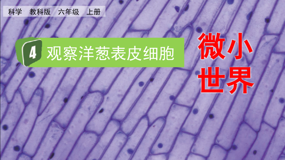 4 观察洋葱表皮细胞 （ppt课件+视频)-2022新教科版六年级上册《科学》.rar