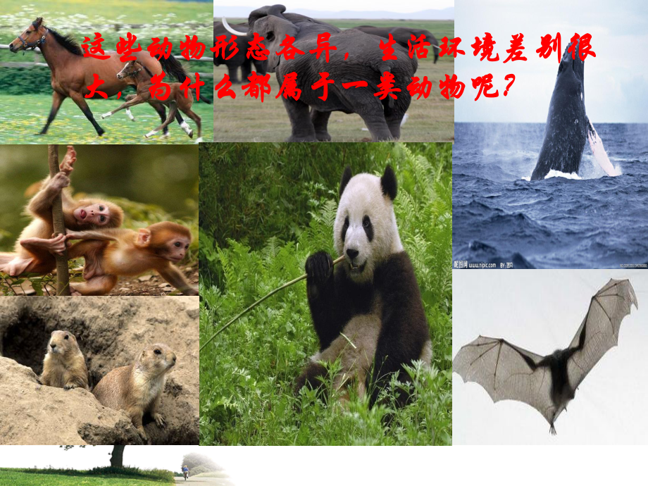 七节哺乳动物教学课件b.ppt_第1页