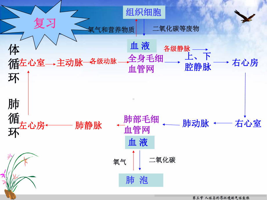 三节人体和外界环境的气体交换课件2.ppt_第1页