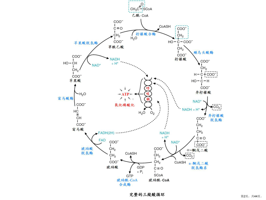 三羧酸循环教学课件.ppt_第2页