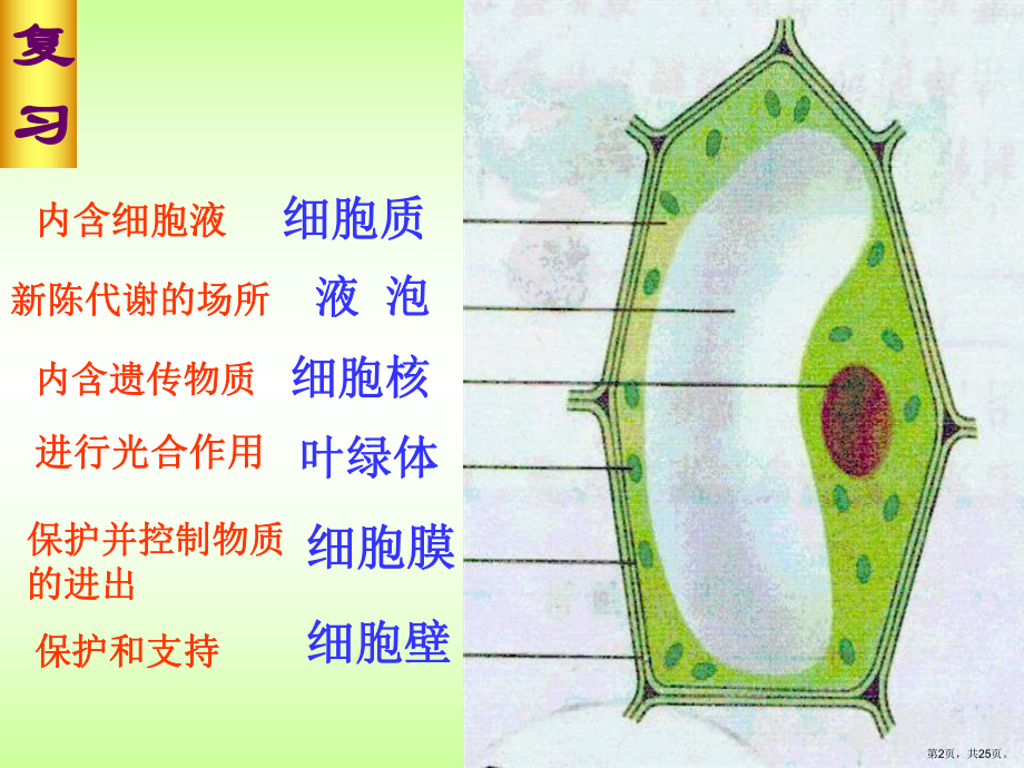 三节动物细胞(共25张)课件.pptx_第2页