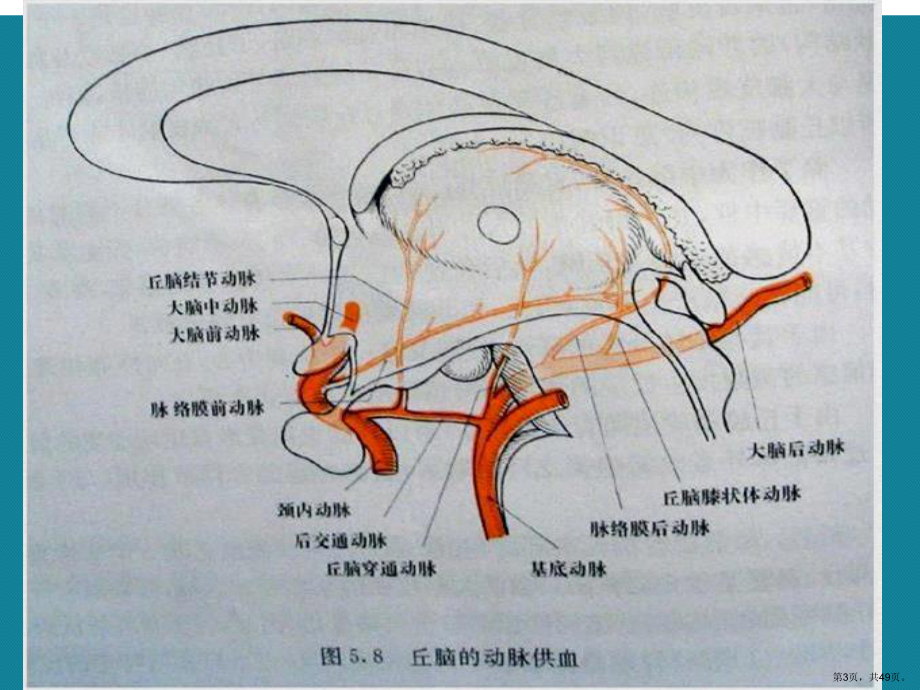 丘脑供血动脉及丘脑梗死详解课件.pptx_第3页