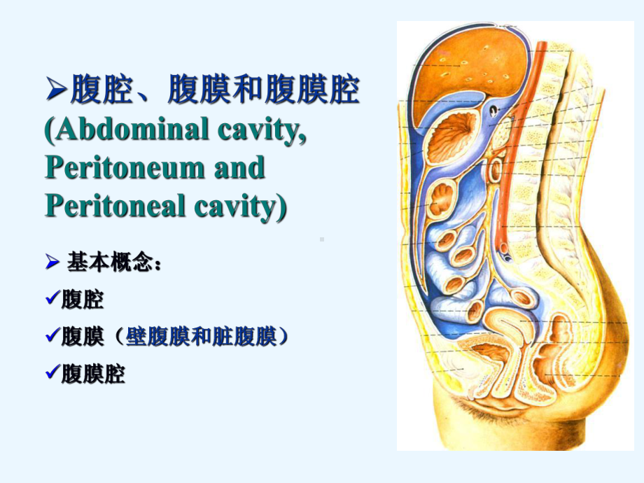 上腹部脏器解剖腹膜和胃new课件.ppt_第3页