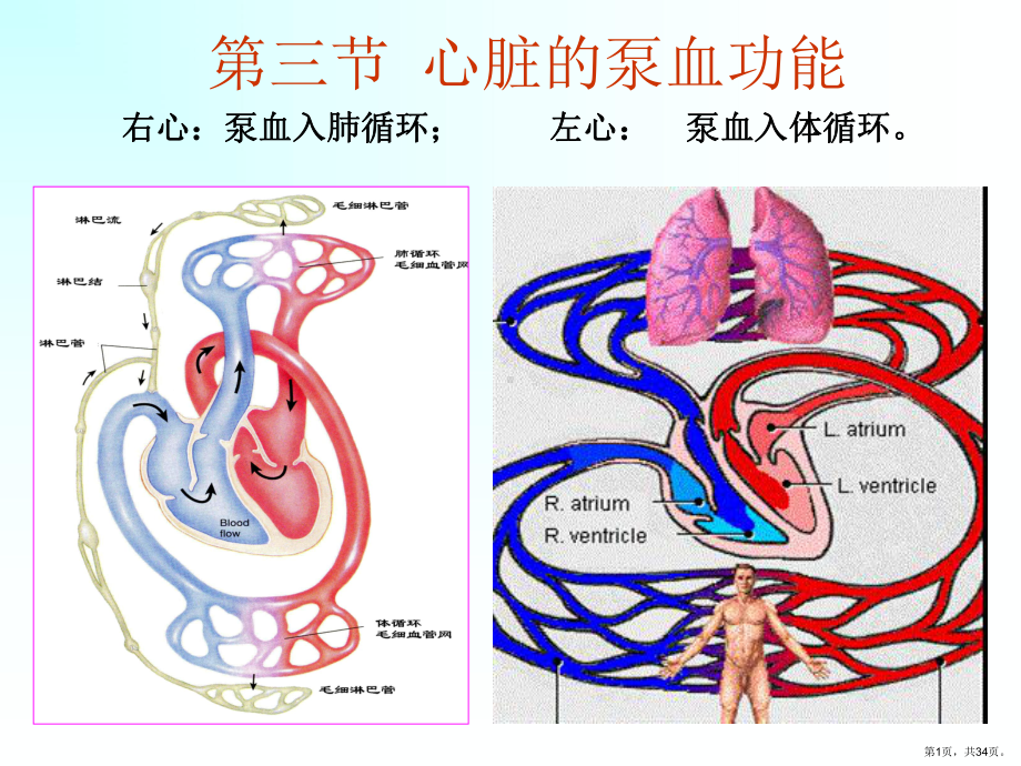 三节心脏的泵血功能课件.pptx_第1页