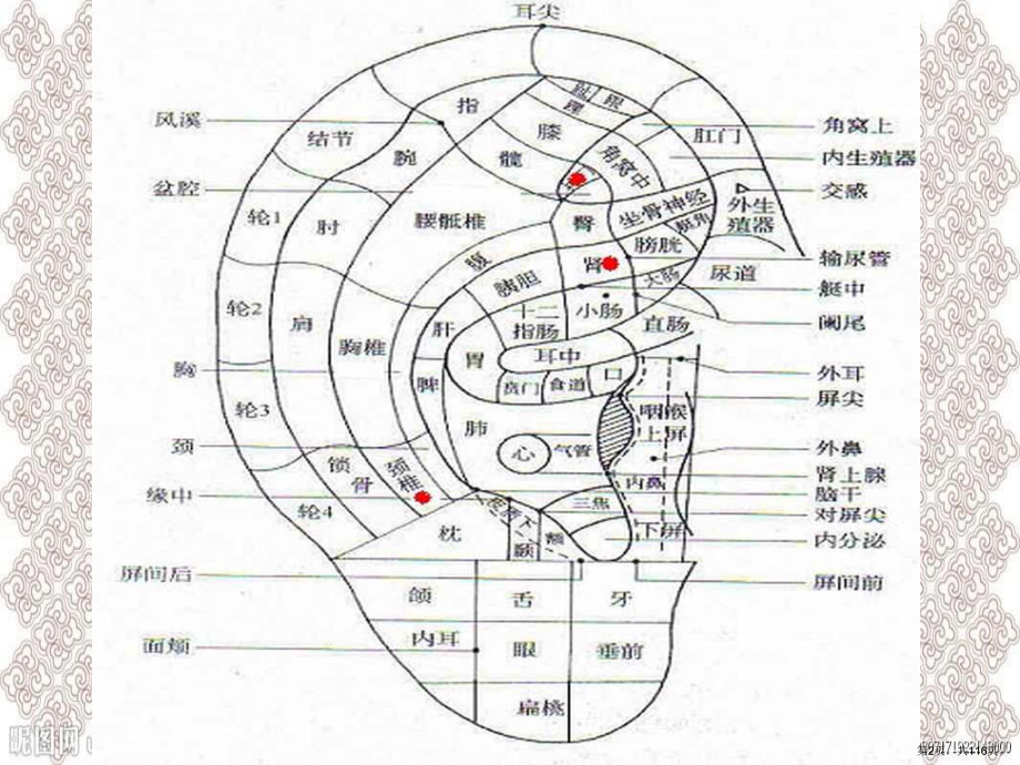 中医耳穴全息分布教学课件.ppt_第2页