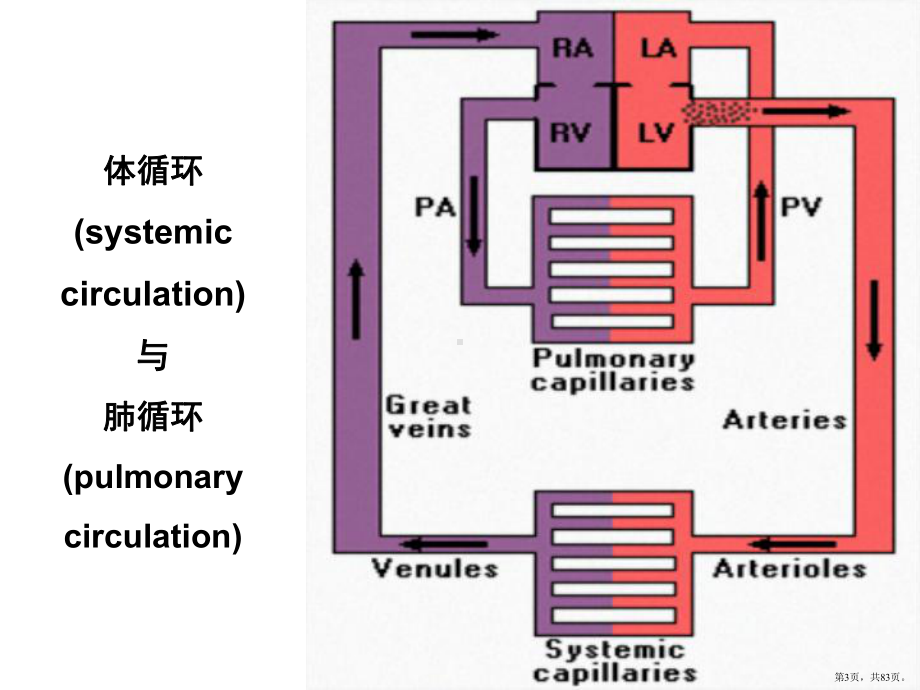 七章血液循环课件.pptx_第3页