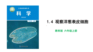 教科版科学六年级上册1-4 观察洋葱表皮细胞.pptx