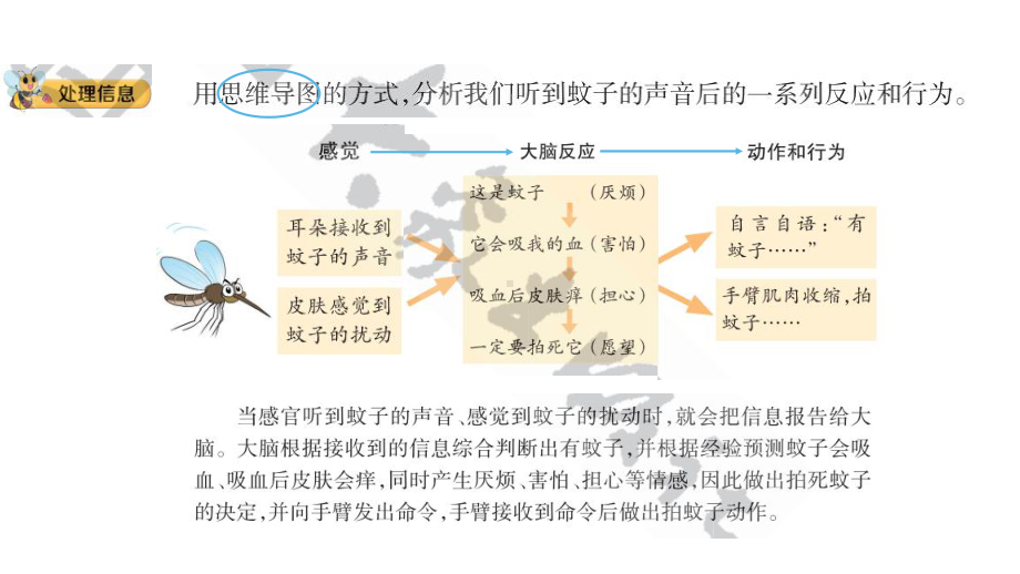 2.3 人体司令部 (含练习)ppt课件(共16张PPT)-2022新大象版五年级上册《科学》.pptx_第3页