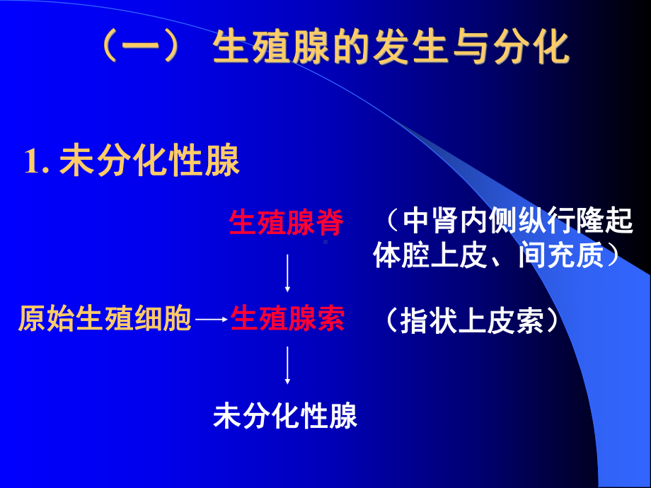 生殖系统的发生医学教学课件PPT.pptx_第2页