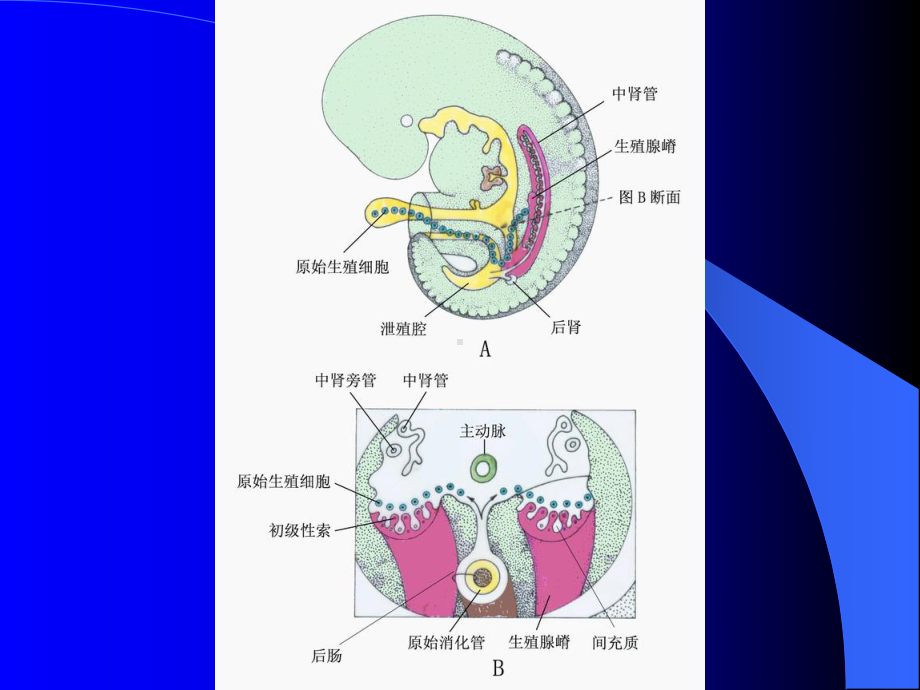 生殖系统的发生医学教学课件PPT.pptx_第3页