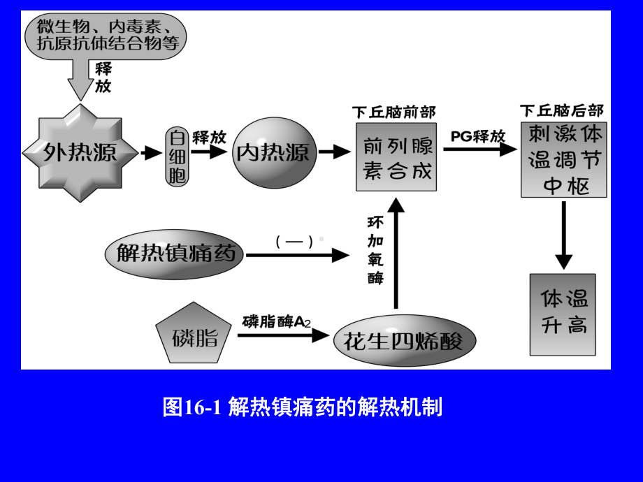 解热镇痛抗炎药医学教学课件.pptx_第3页