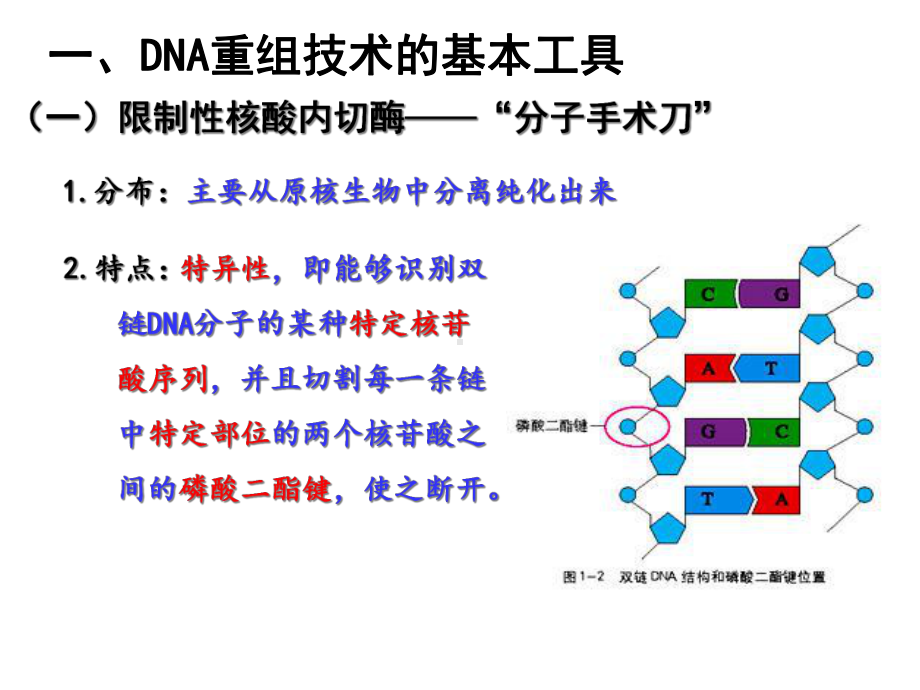 专题一基因工程课件.ppt_第2页