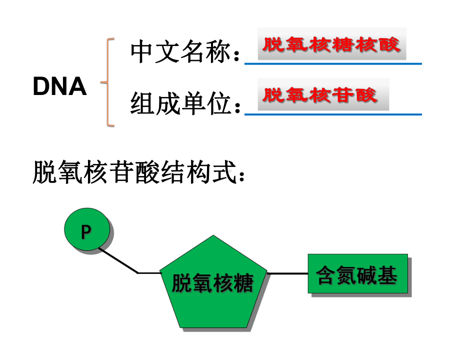 DNA分子的结构、复制课件.ppt_第3页