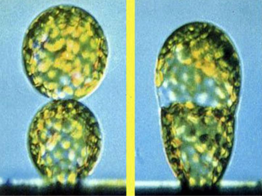 中图版高中生物选修三129《单克隆抗体》课件.ppt_第2页