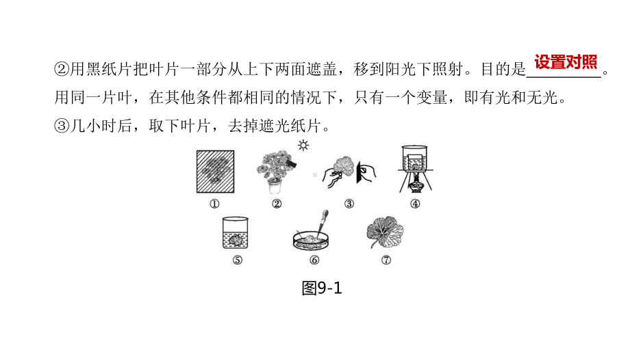 中考生物总复习-第09课时绿色植物的光合作用课件.pptx_第3页