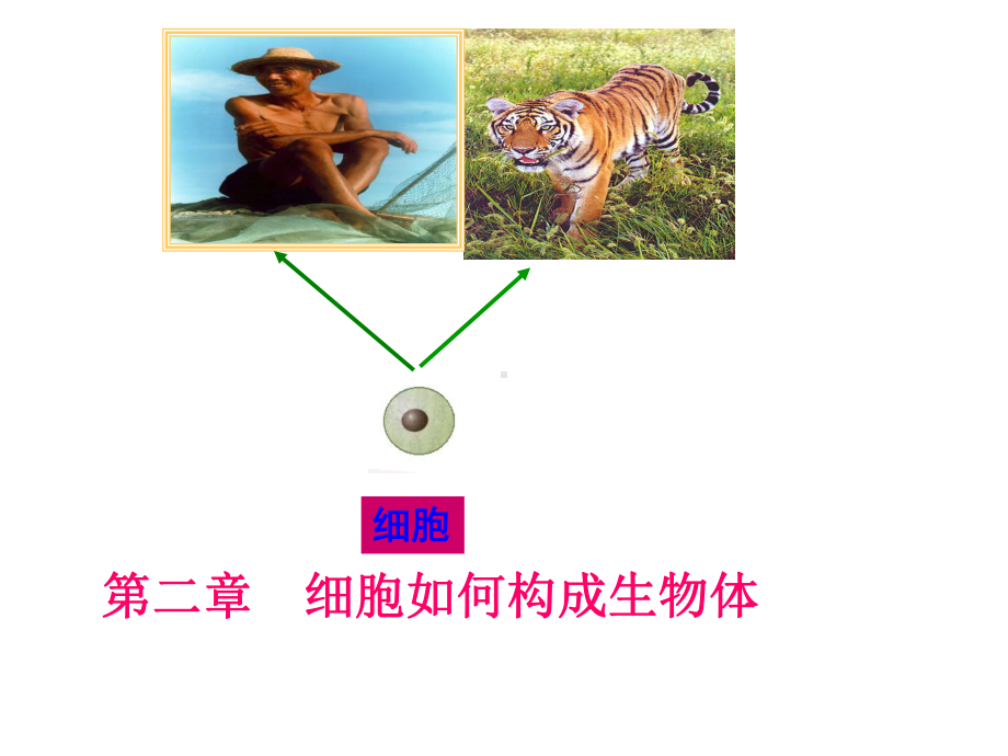 《动物体的结构层次》优秀版课件.ppt_第1页