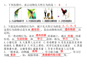 人教版初中生物社会行为课件.pptx