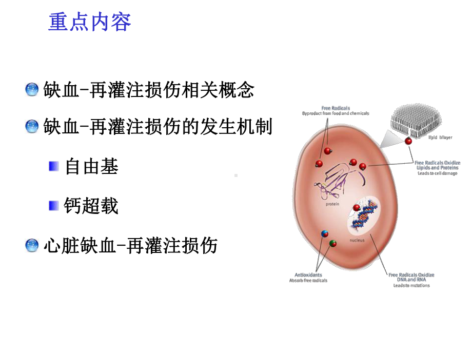 七科考病理生理学第十二章缺血再灌注损伤②课件.ppt_第3页