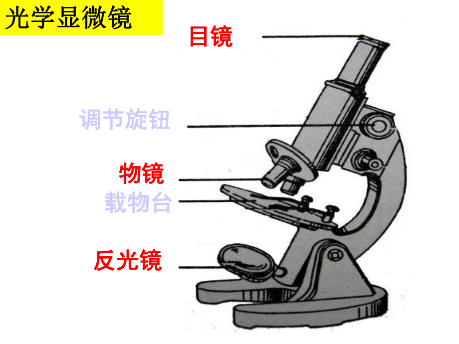 16用显微镜观察身边的生命世界(二)课件.ppt_第2页