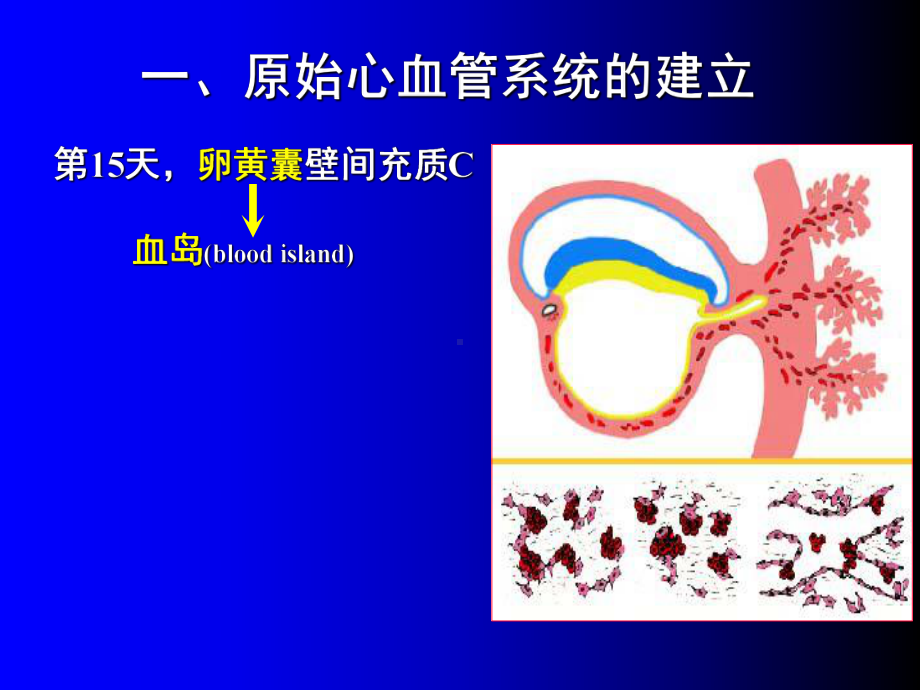 人体组织学与胚胎学(之心脏发生)课件.ppt_第3页