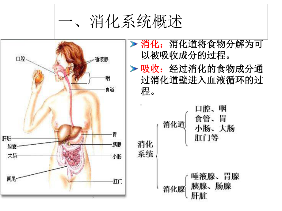 03岁婴幼儿消化系统特点及保育课件.ppt_第2页