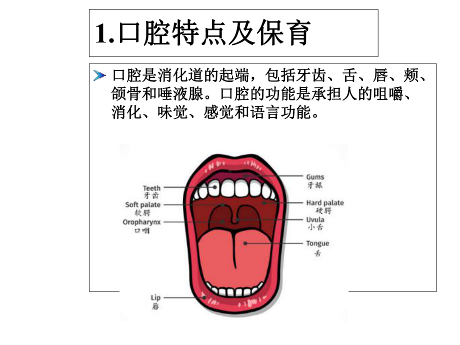 03岁婴幼儿消化系统特点及保育课件.ppt_第3页