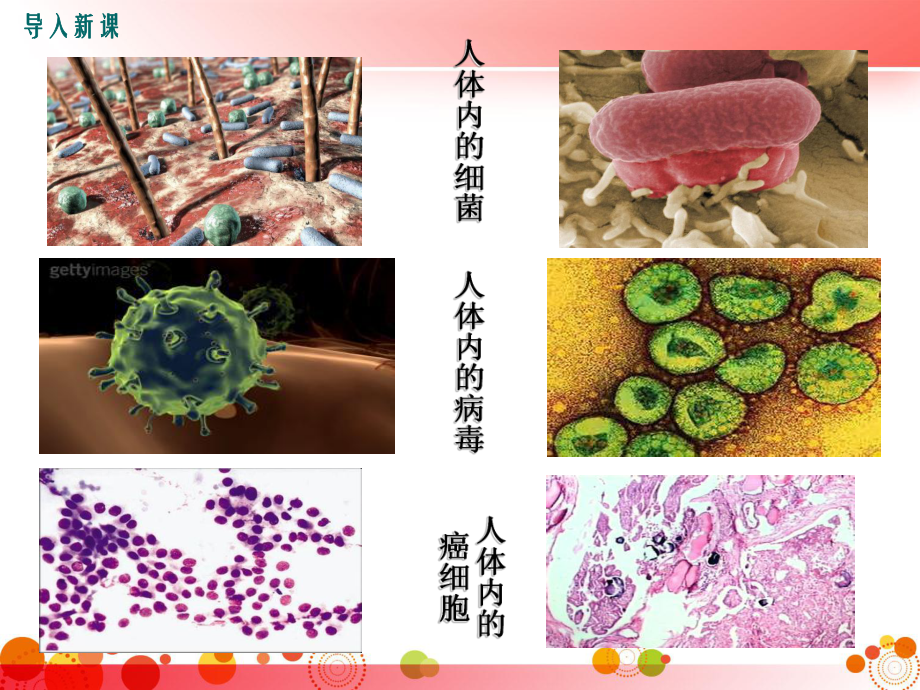 人教版八年级生物下册第一章传染病和免疫第二节免疫与计划免疫第2课时免疫的功能与计划免疫、艾滋病课件.ppt_第3页