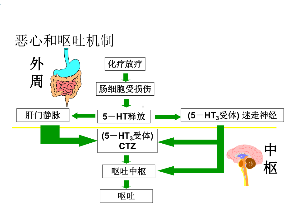 NCCN化疗止吐指南课件.ppt_第2页