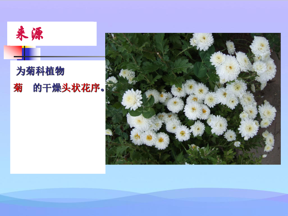 中药菊花的鉴定课件.ppt_第2页