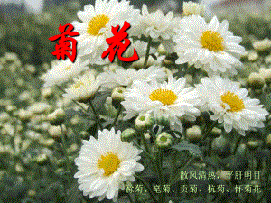 中药菊花的鉴定课件.ppt