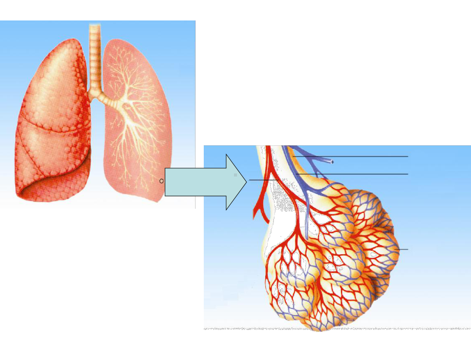 人体内的气体交换课件.ppt_第2页