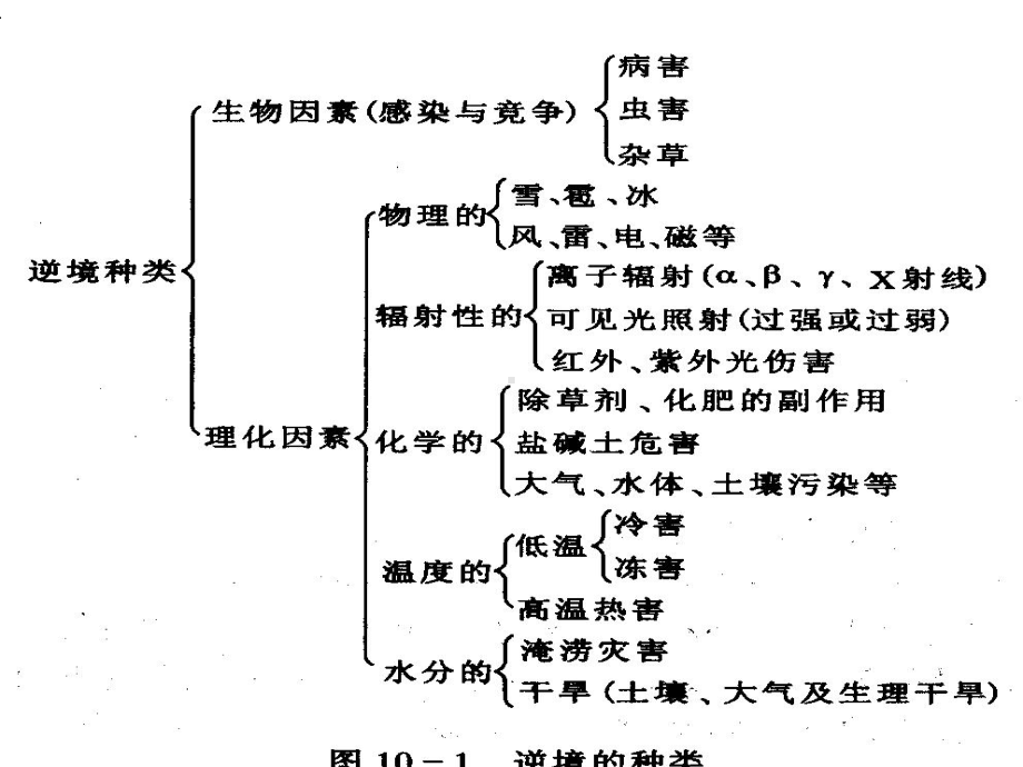 《植物的抗性生》课件.ppt_第3页