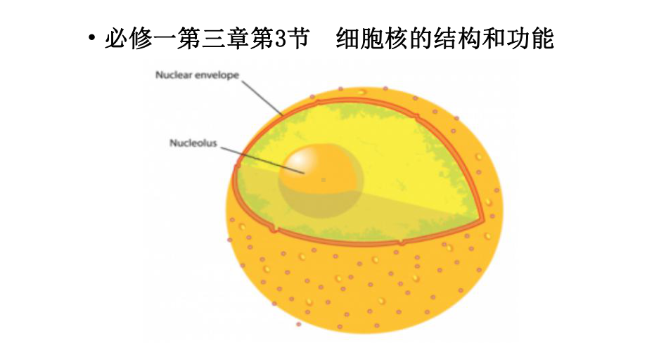 2021必修一第三章第3节细胞核的结构和功能课件.pptx_第1页