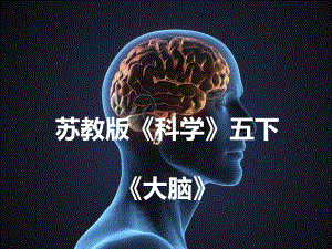 五年级下册科学大脑苏教版课件.ppt