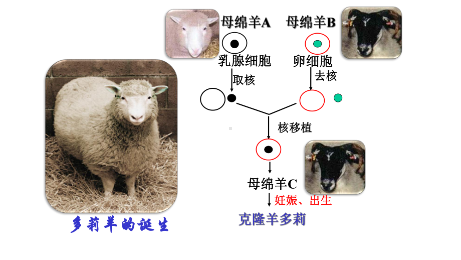 33细胞核的结构和功能课件.ppt_第2页