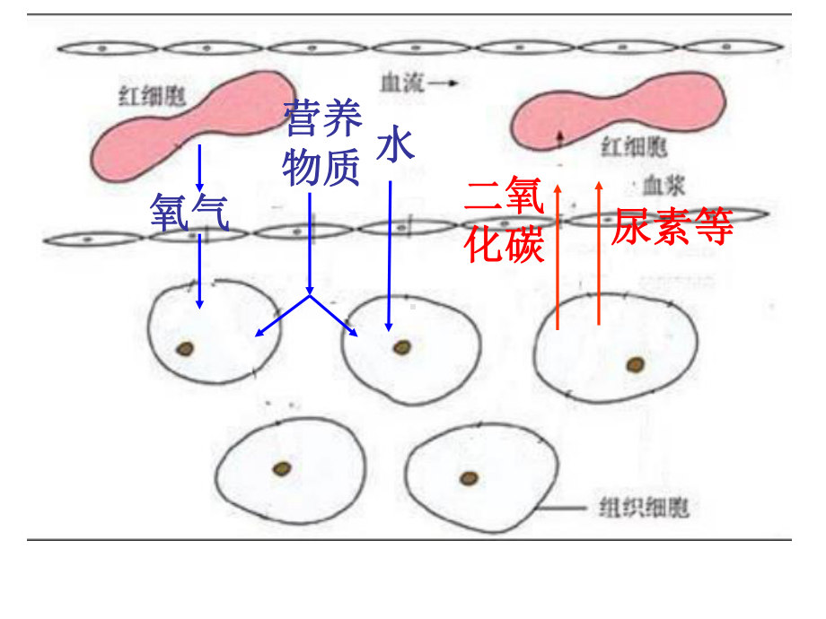 人教版七年级下册生物第五章人体内废物的排出课件.ppt_第3页