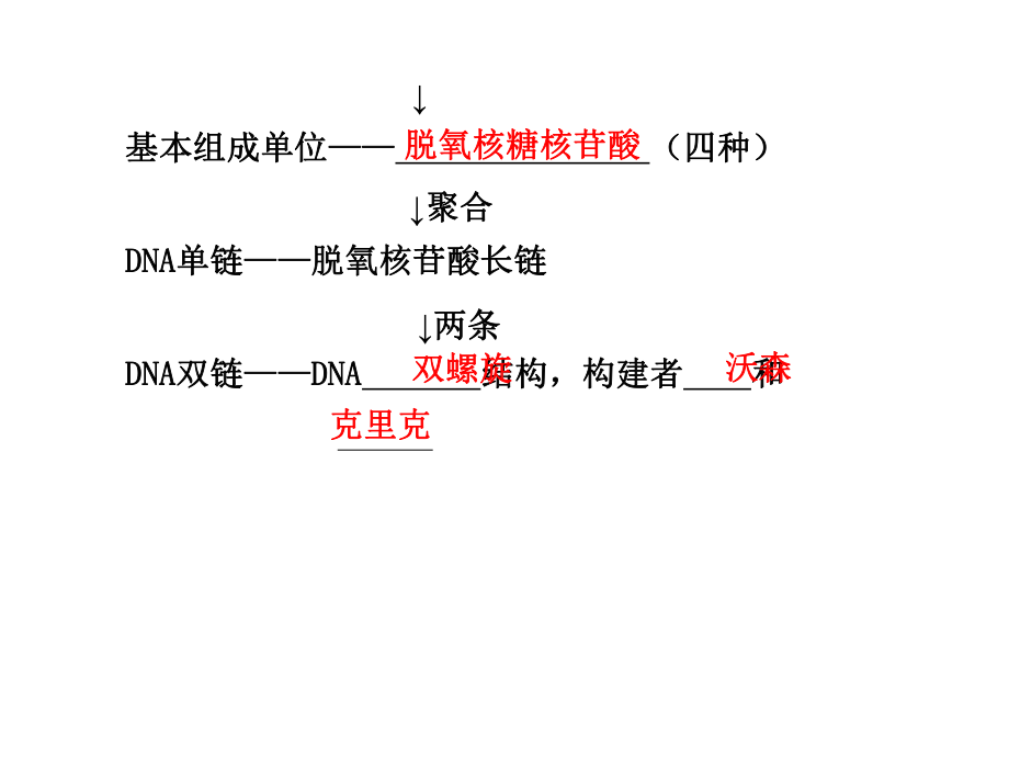 DNA分子的结构、复制及基因课件.ppt_第2页