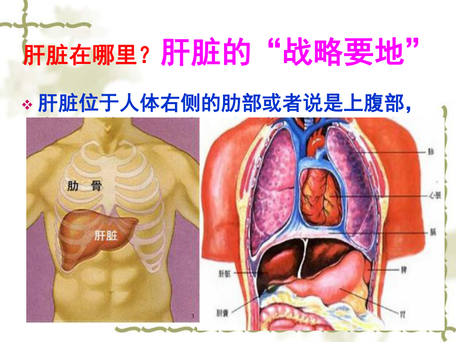 五脏养生大讲堂之排毒养肝医学课件.ppt_第3页