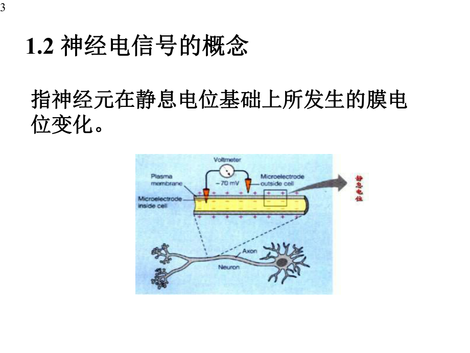 2020神经生理学基础课件.pptx_第3页