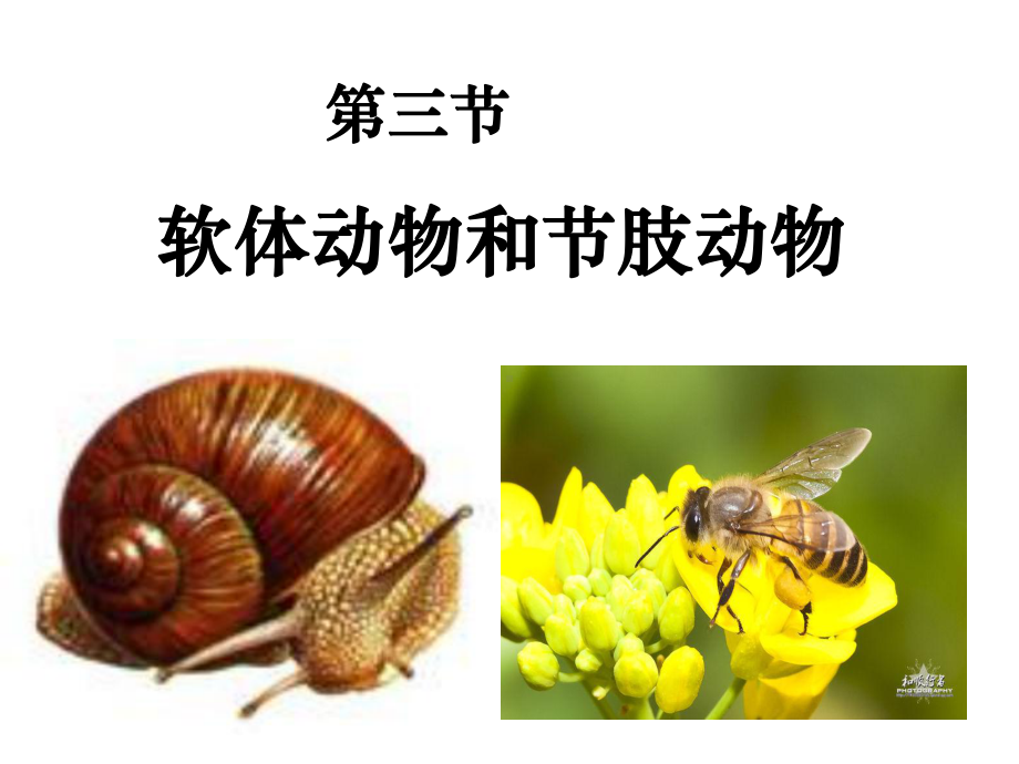 人教版八年级生物第三节软体动物和节肢动物(共32张)课件.ppt_第2页