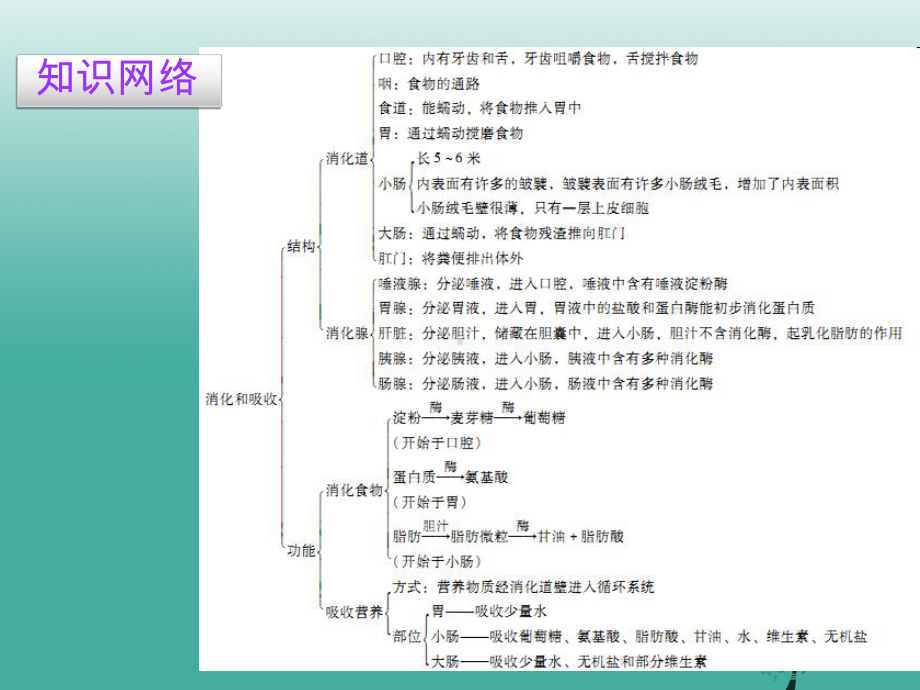 人教版七年级生物下册第四单元第二章第二节消化和吸收(共14张)课件.ppt_第2页