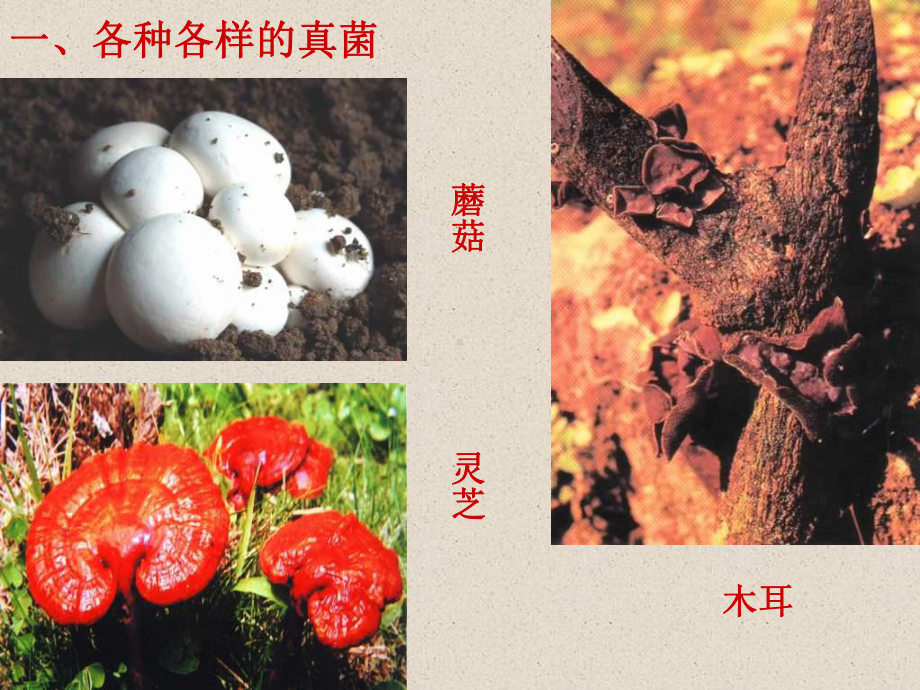 人教版八年级生物上册真菌课件.ppt_第2页