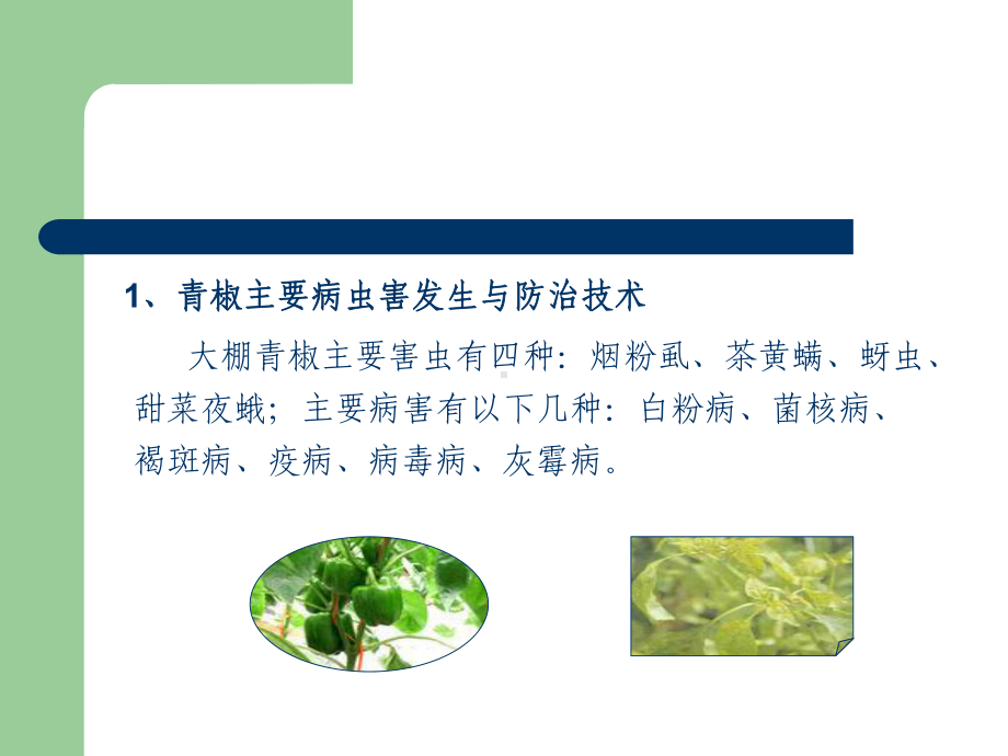 主要蔬菜类病虫草害发生与防治技术课件.ppt_第3页